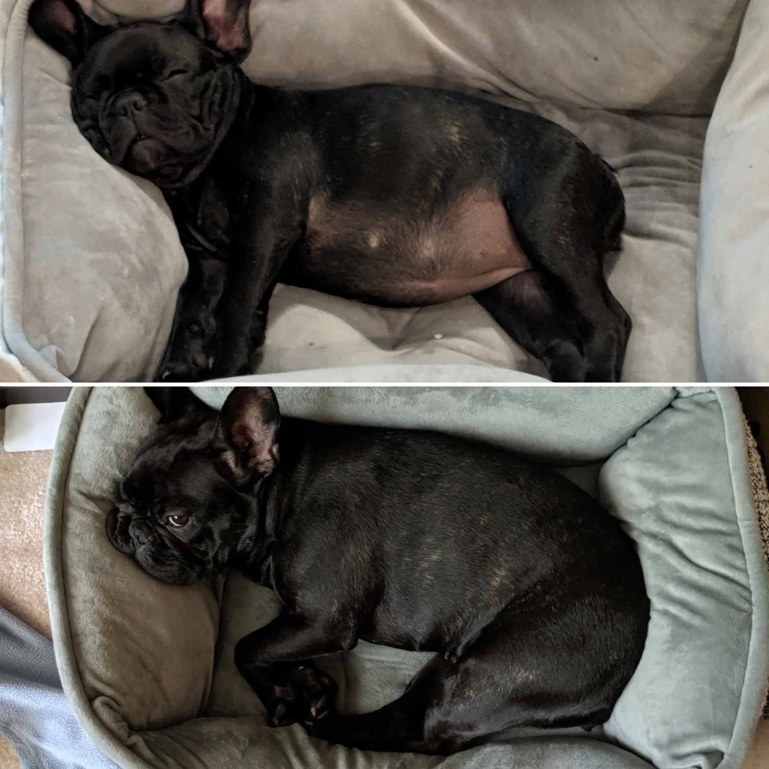 Two photos of Lucy sleeping in her dog bed