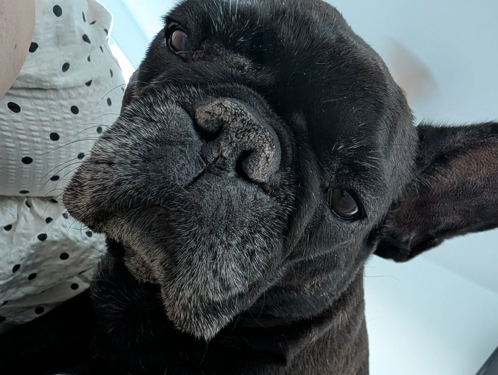 Close-up portrait of Lucy resting beside Matt