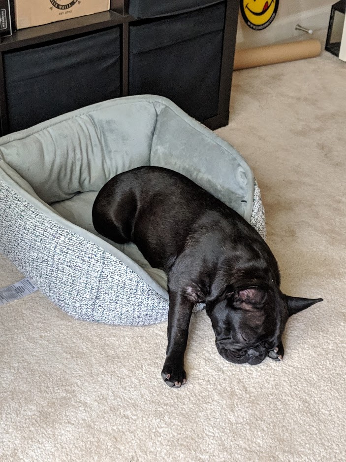 Lucy asleep with her head hanging out of her dog bed