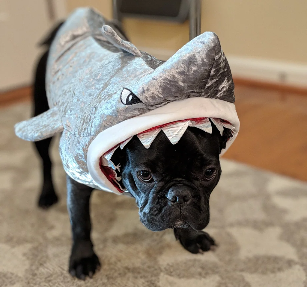 Lucy the French bulldog in a shark costume