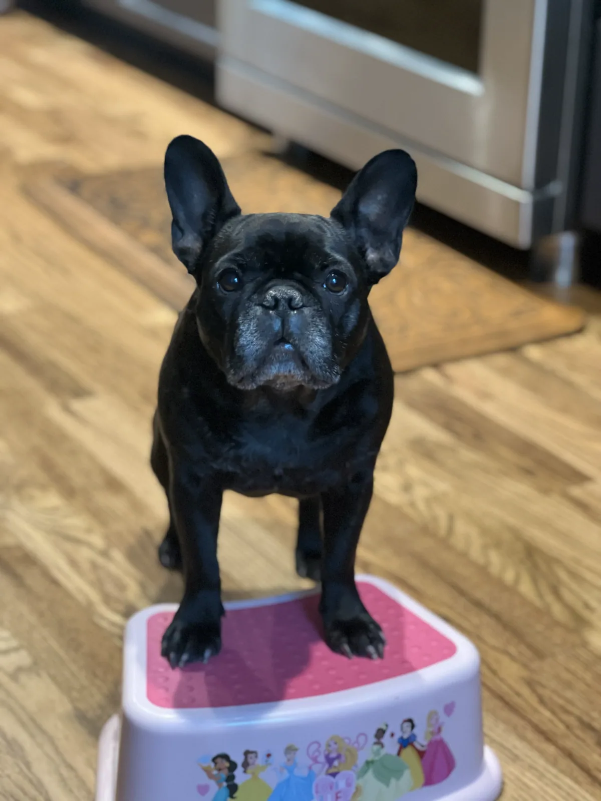 Lucy standing on a small step stool in the kitchen