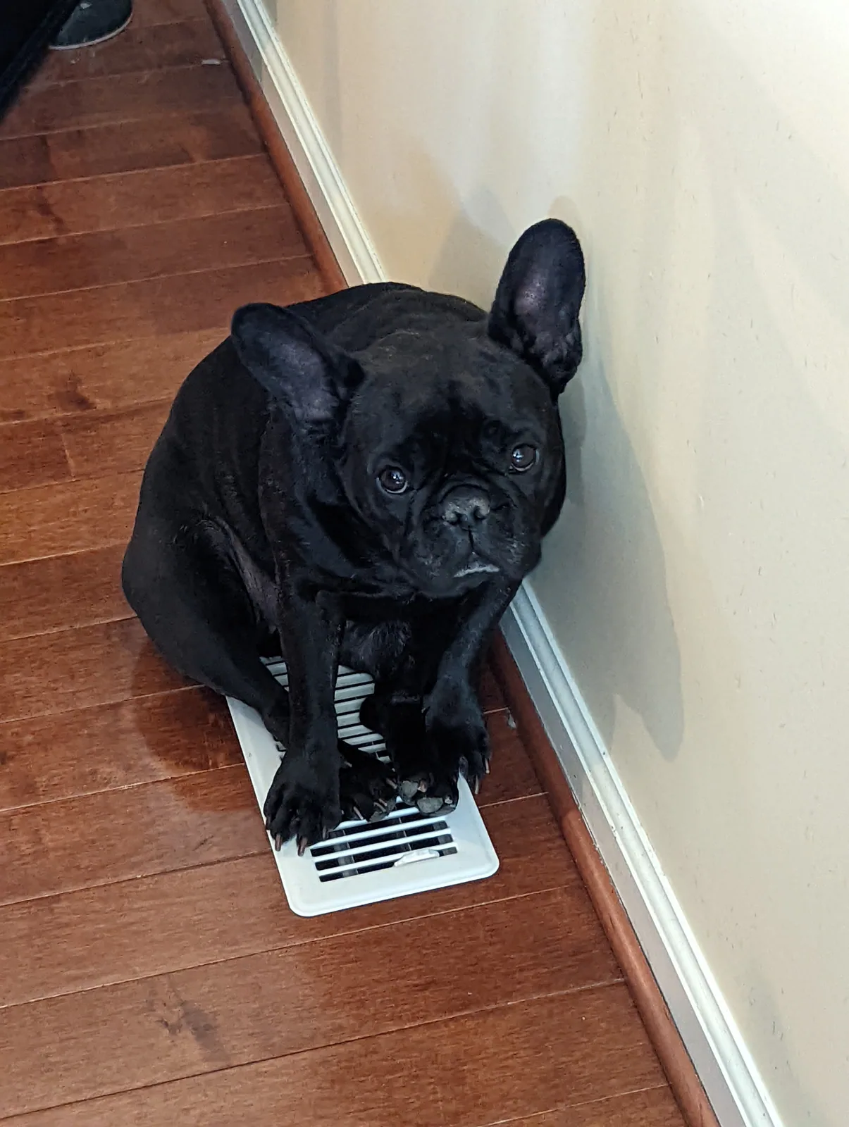 Lucy sitting on a floor vent